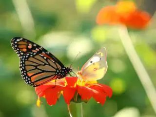 A beautiful natural butterfly in flower.