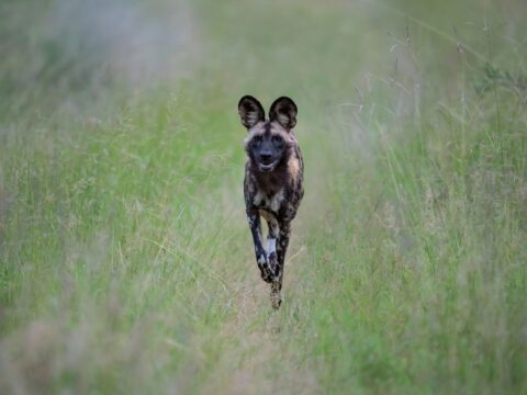 Portrait of an african wild dog.