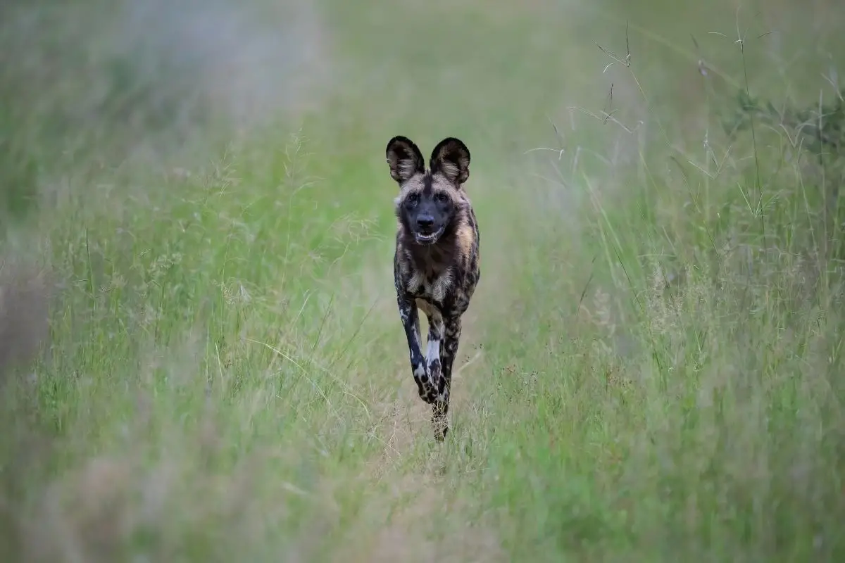 Portrait of an African wild dog.