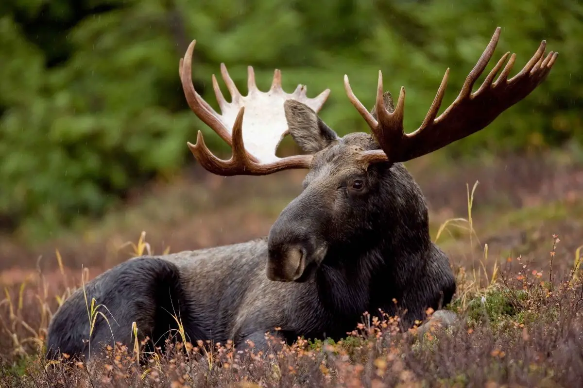 A macro shot of a moose on the rainforest.