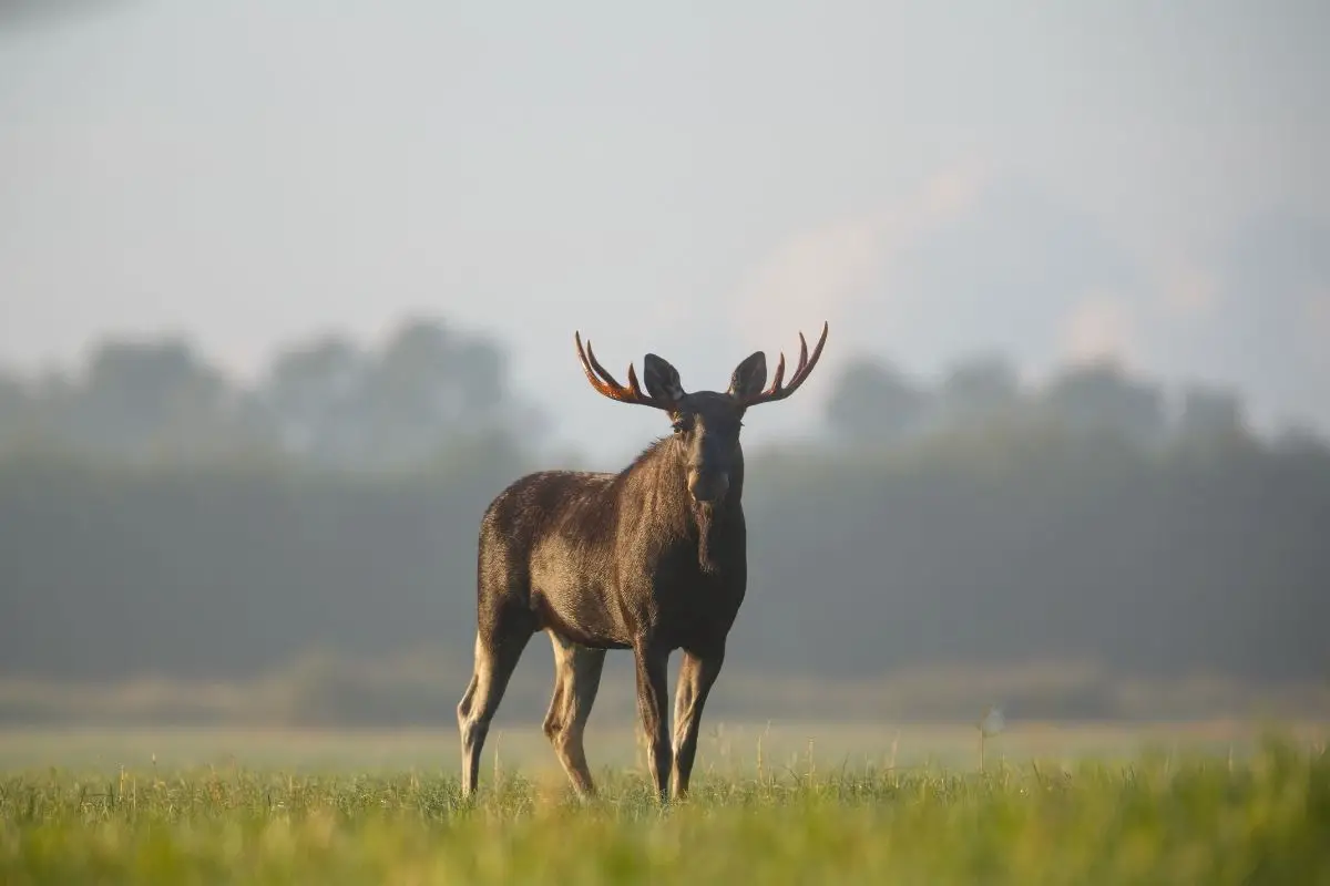 Bull moose standing at the floodplain.