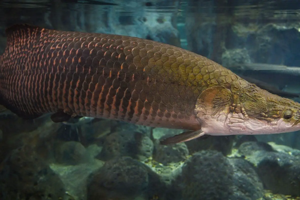 A giant aquatic fish under clear water.