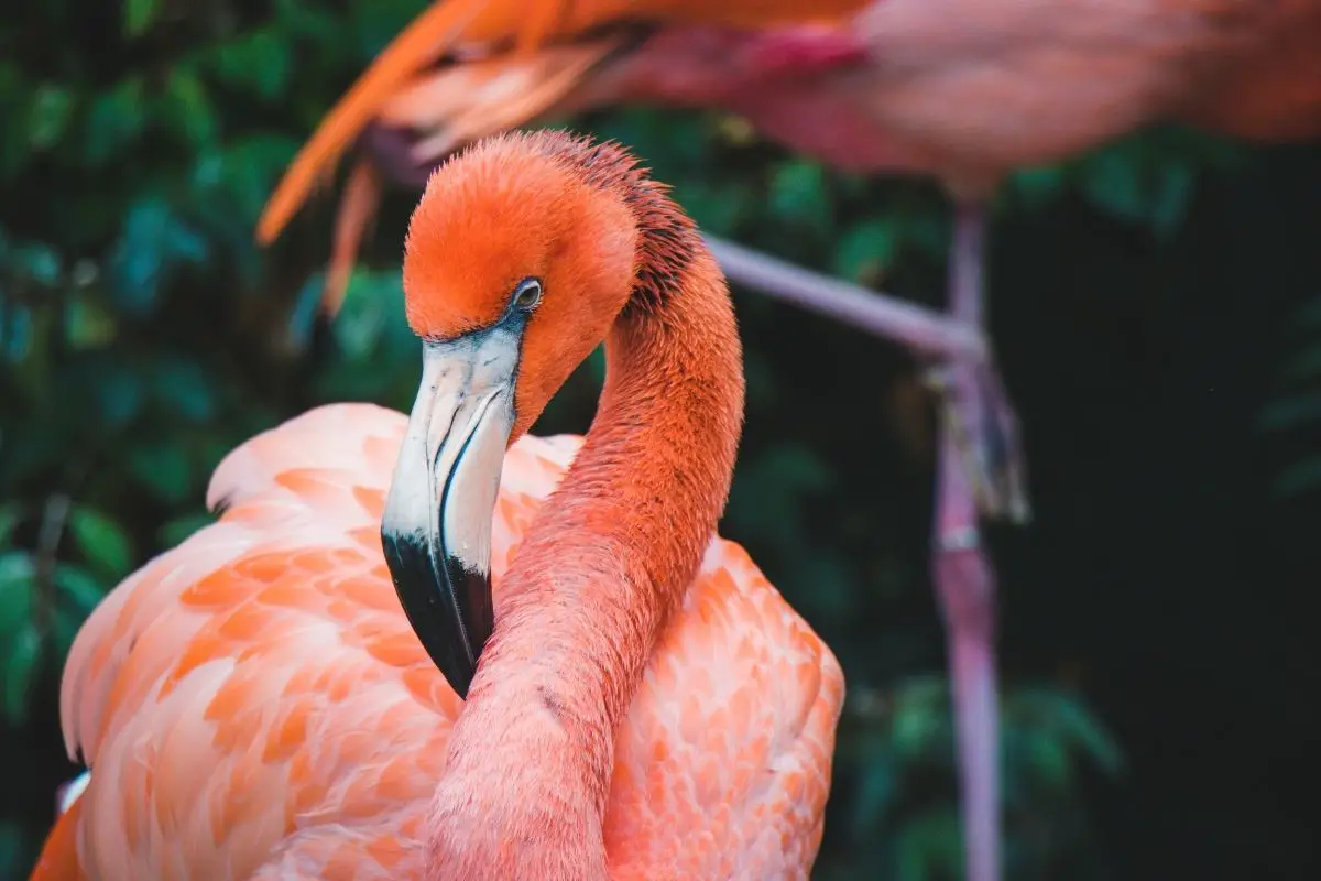 A american flamingo.