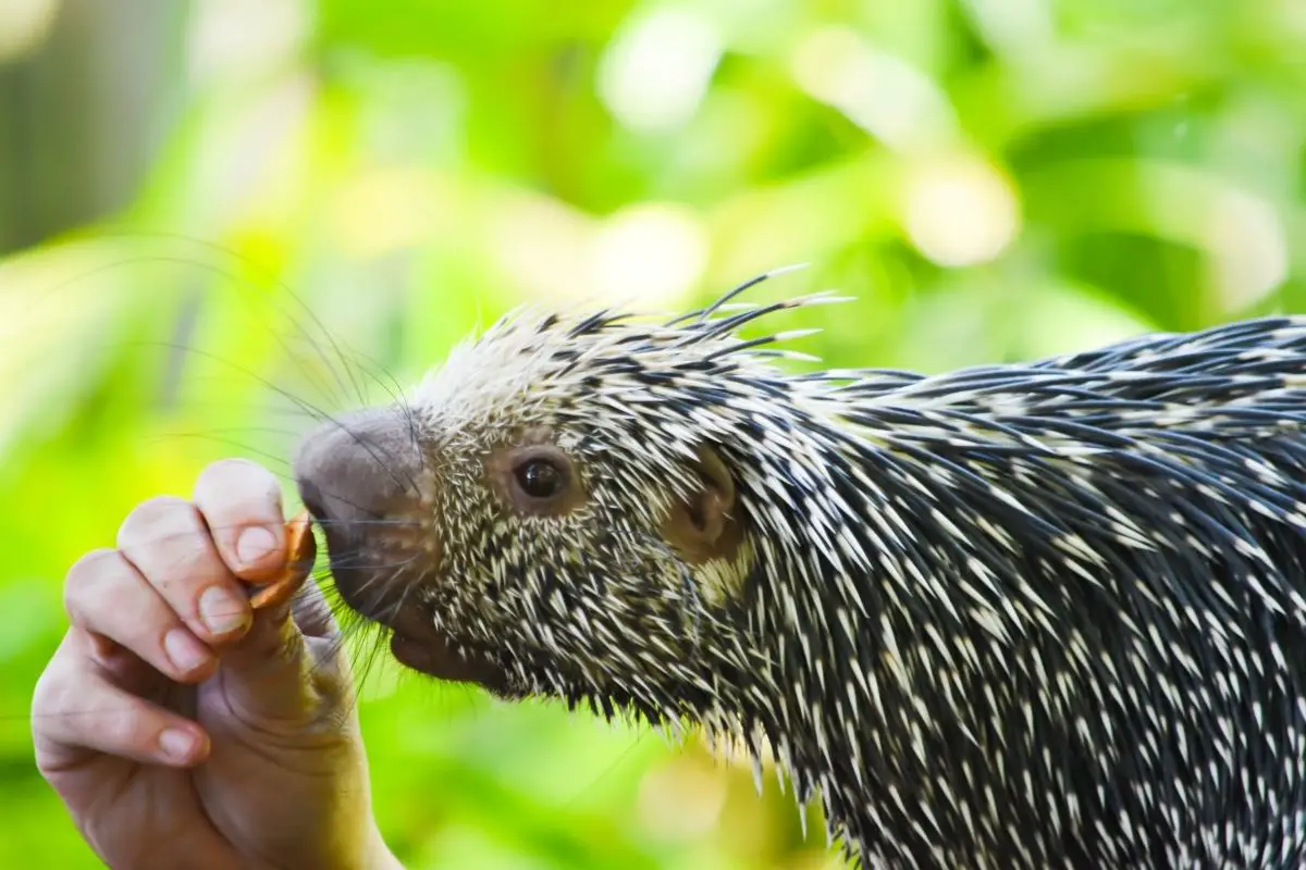 Porcupine being hand-fed.