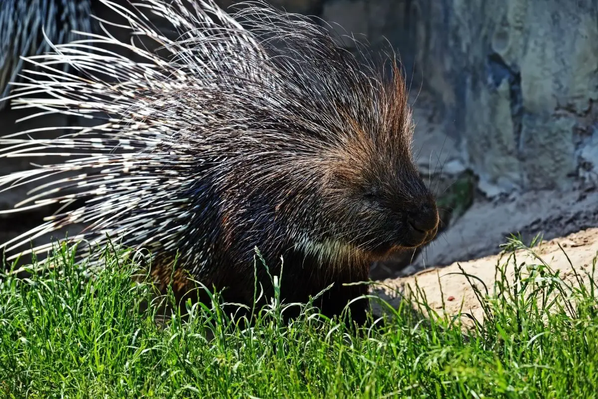 Portrait of Indian porcupine in the wild.
