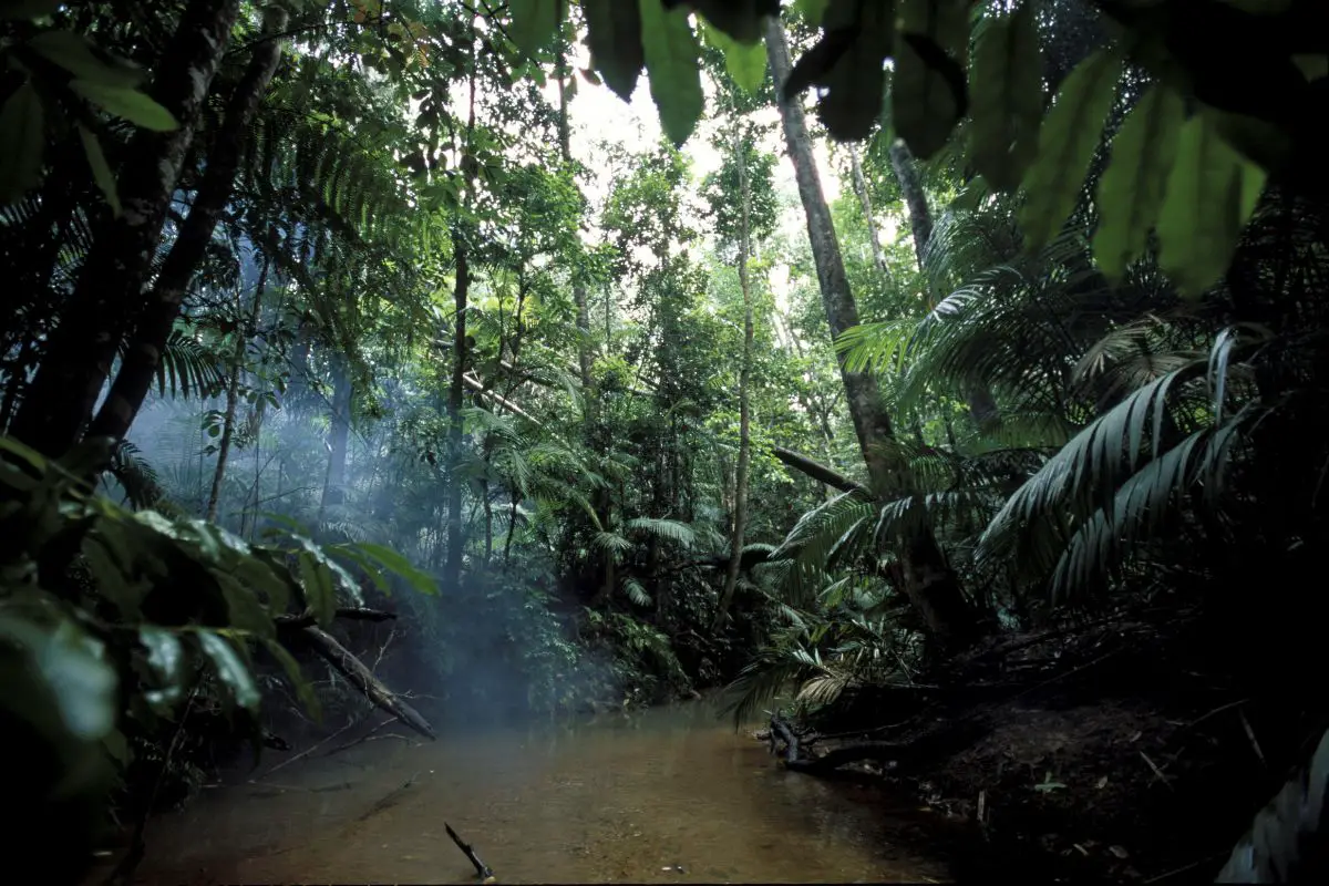 A low angle shot of a beautiful rainforest.