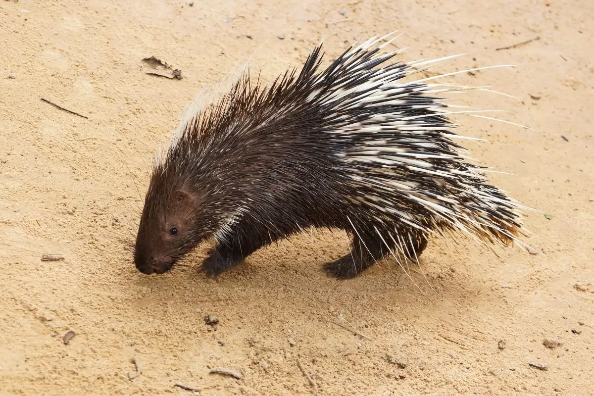 A porcupine standing on a sandy surface.