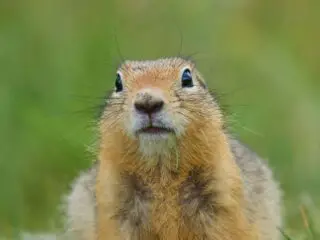 A portrait of a gopher.