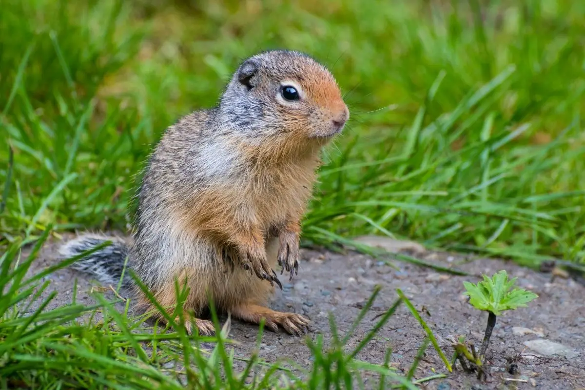 A gopher on the ground.