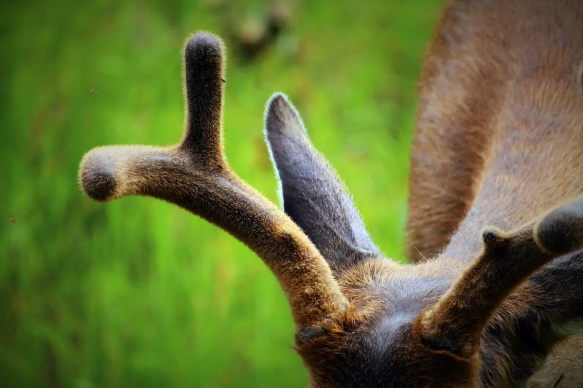 A macro shot of deer antlers.
