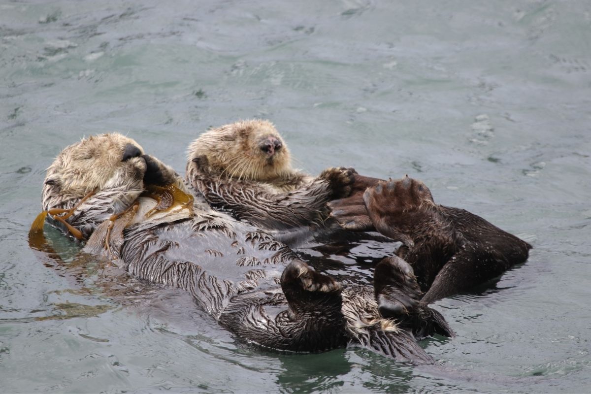 Sea otters at rest.
