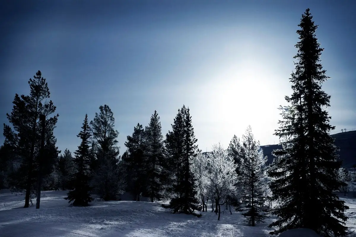 Arctic forest silhouette.