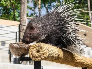A porcupine in north america.