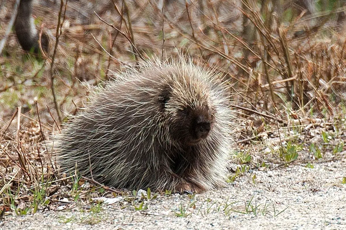 Porcupine enjoying its surrounding.