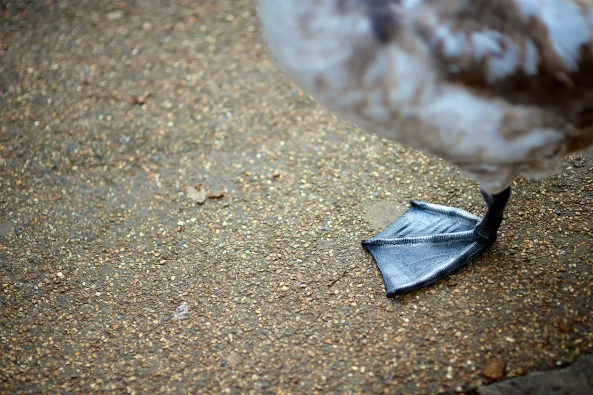 A juvenile swan left foot against a concrete floor.