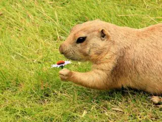 A gopher playing at the ground.
