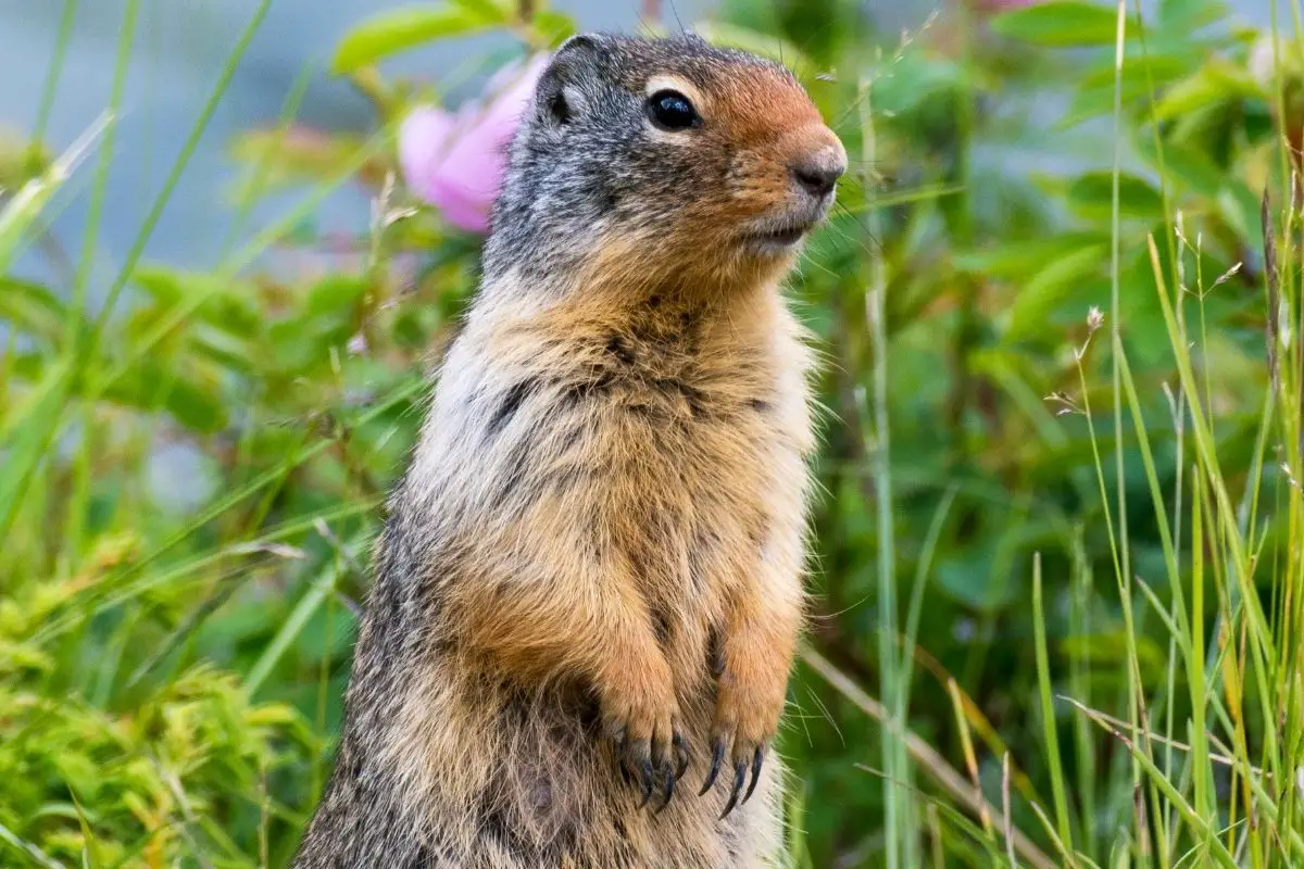 A cute gopher at yard.