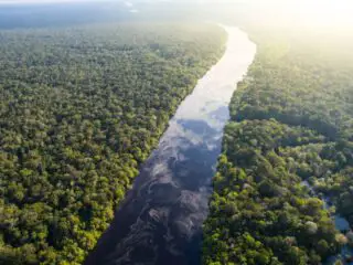 Amazon rainforest in brazil.