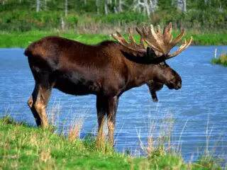 Moose by water.
