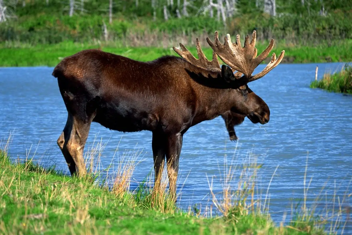 Moose showing his relaxed body near the river.