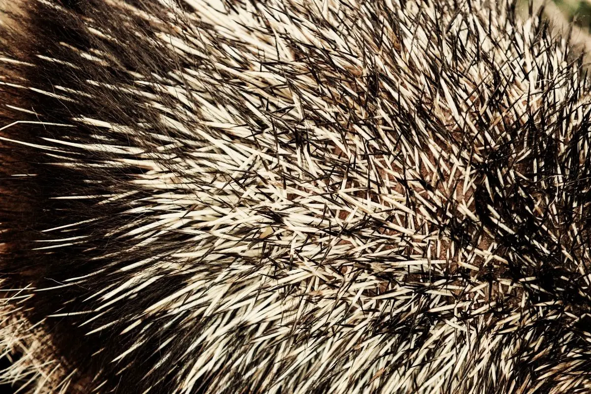 Close-up of porcupine quills.