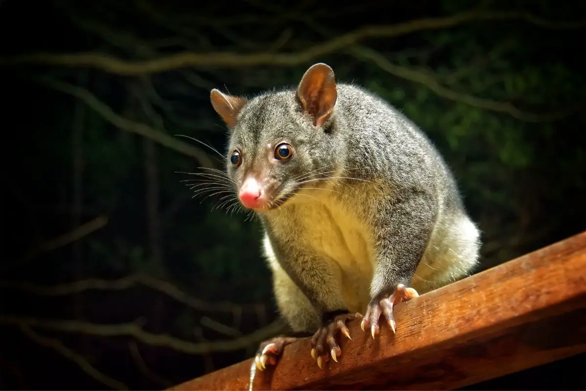 A possum perched on a backyard deck railing.