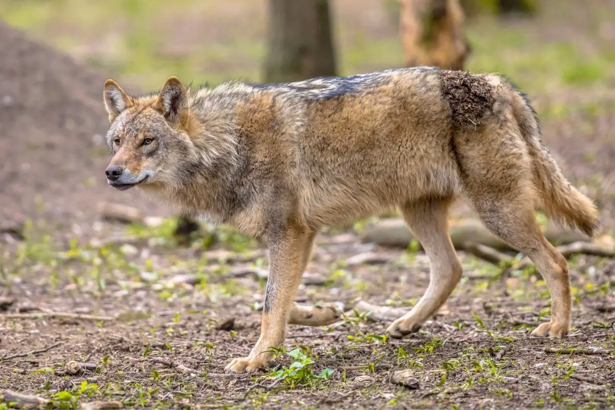 European grey wolf walking in natural forest habitat looking to side.