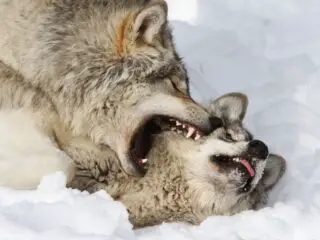 Timber wolves fighting in winter.