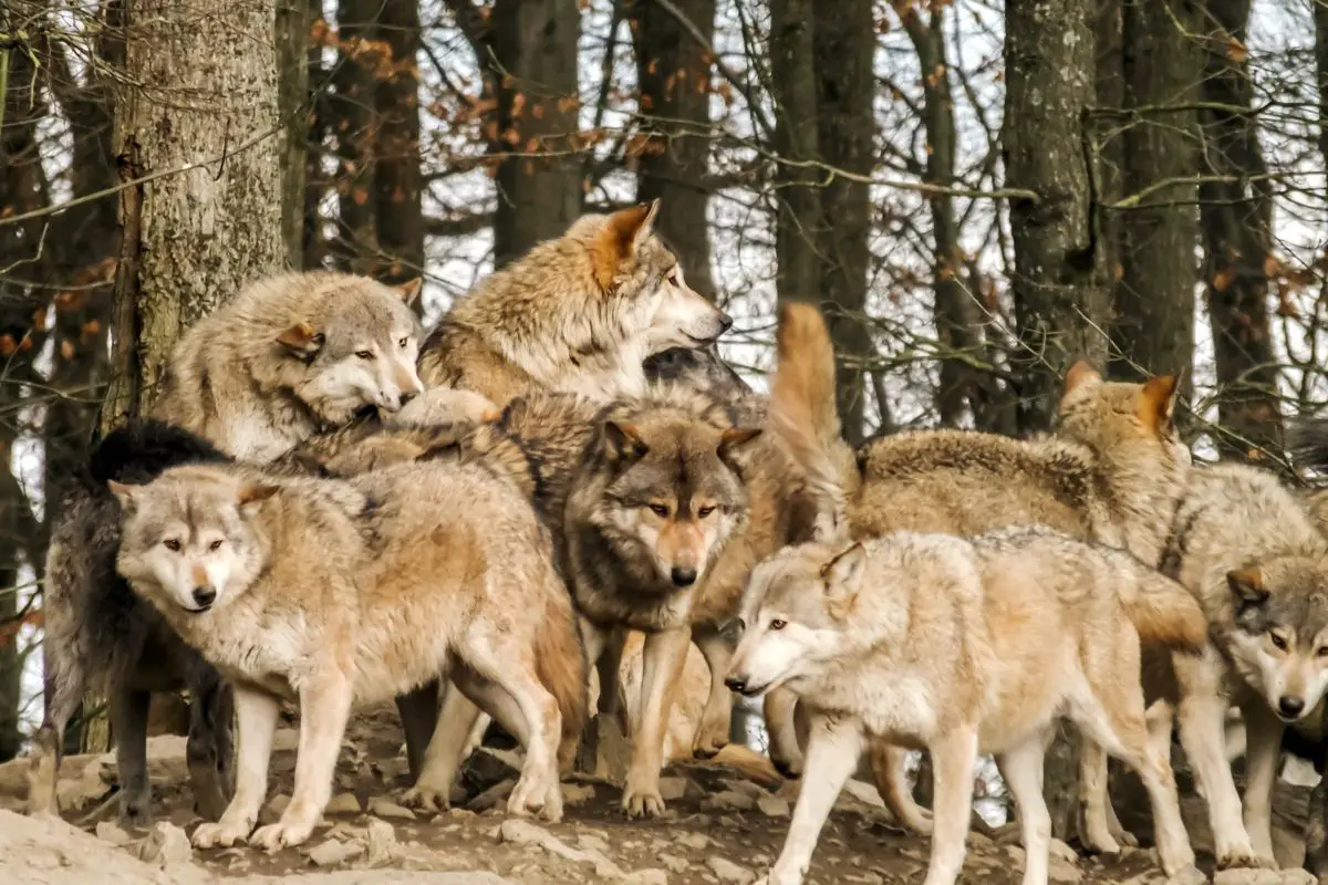 A group of wolves in the forest.