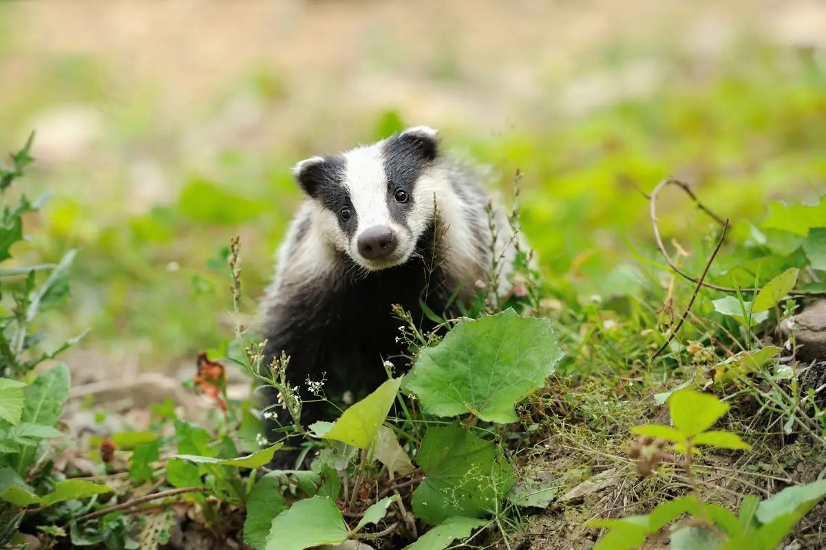 Badger near its burrow in the forest on a blurred background.