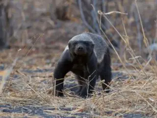 Honey badger looking, etosha national park namibia.
