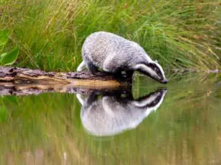 Badger stand on a tree trunk and is reflected in the water.
