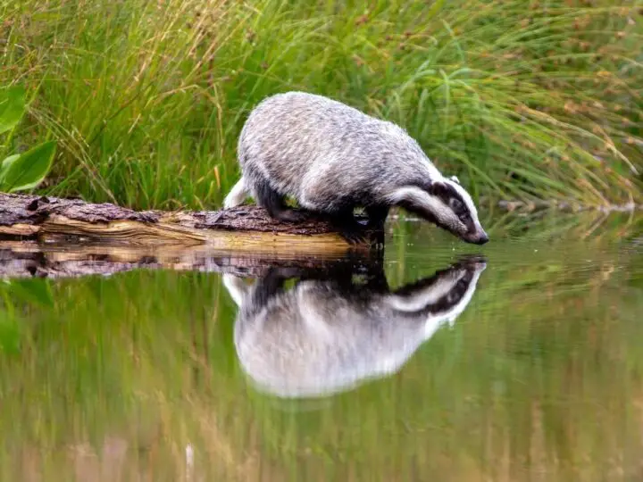 Are Honey Badgers Dangerous to People? | NatureNibble