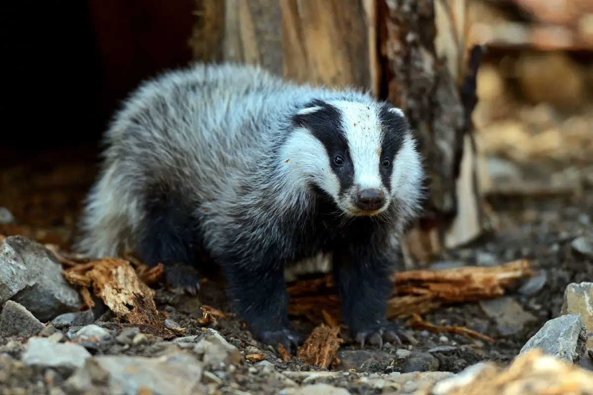 A cute badger in their habitat.