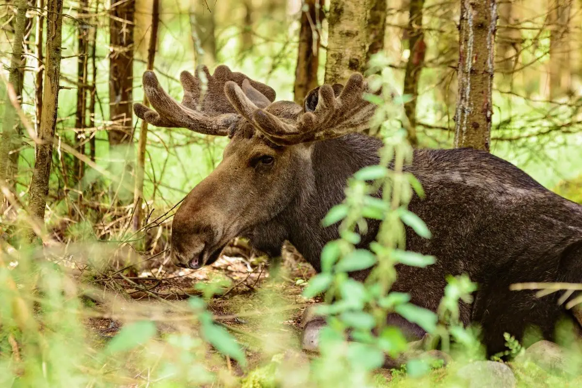 Close-up of moose lying down in the wild.