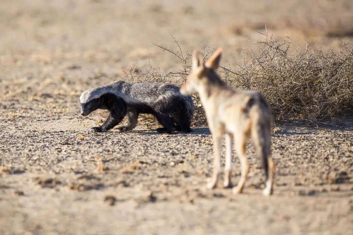 A badger and jackal in the desert.