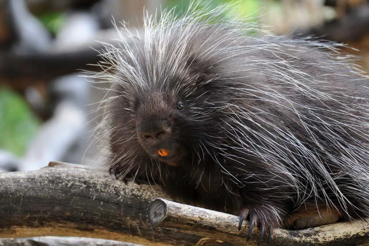 A porcupine on wooden branch.