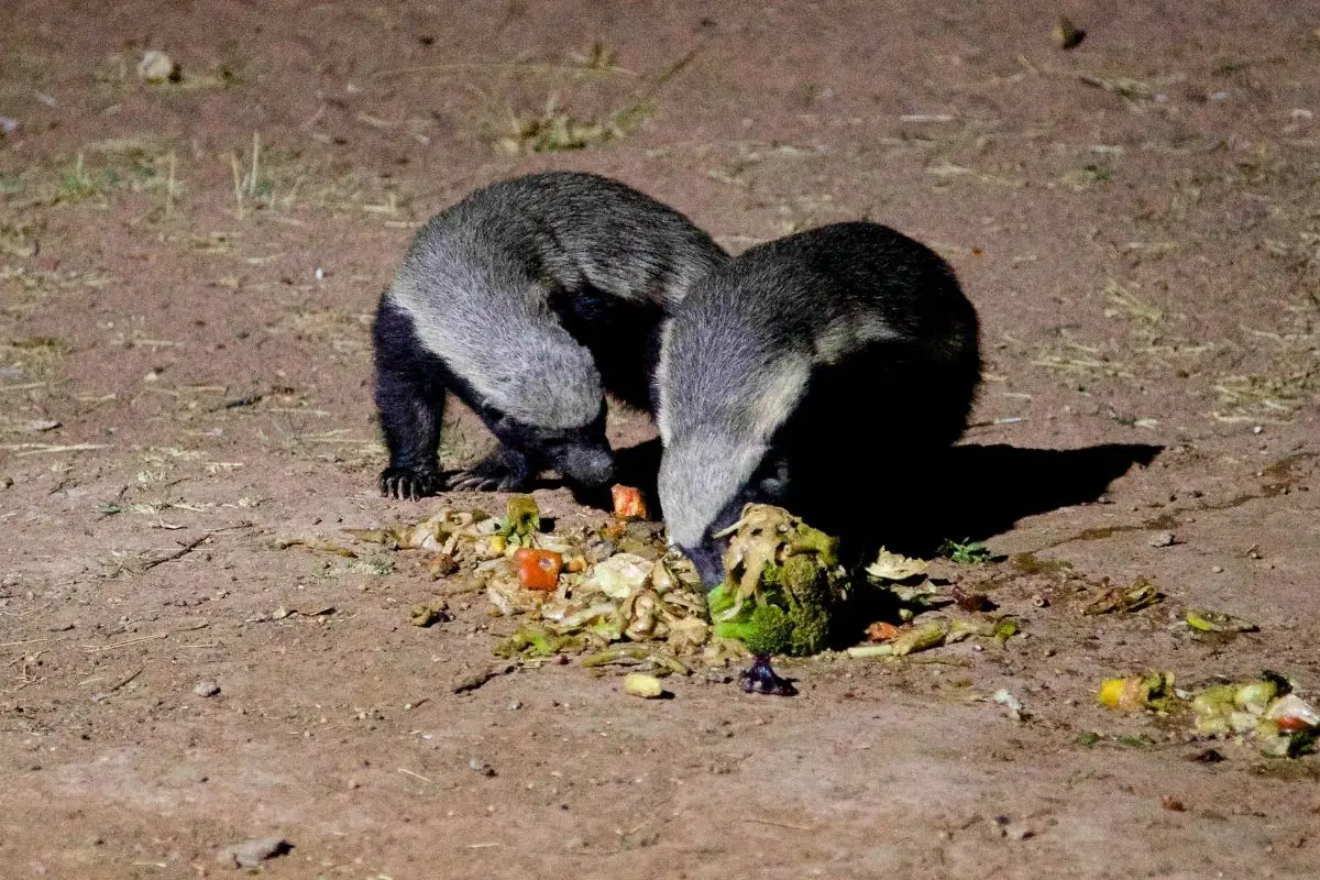 Badgers feeding in the desert.