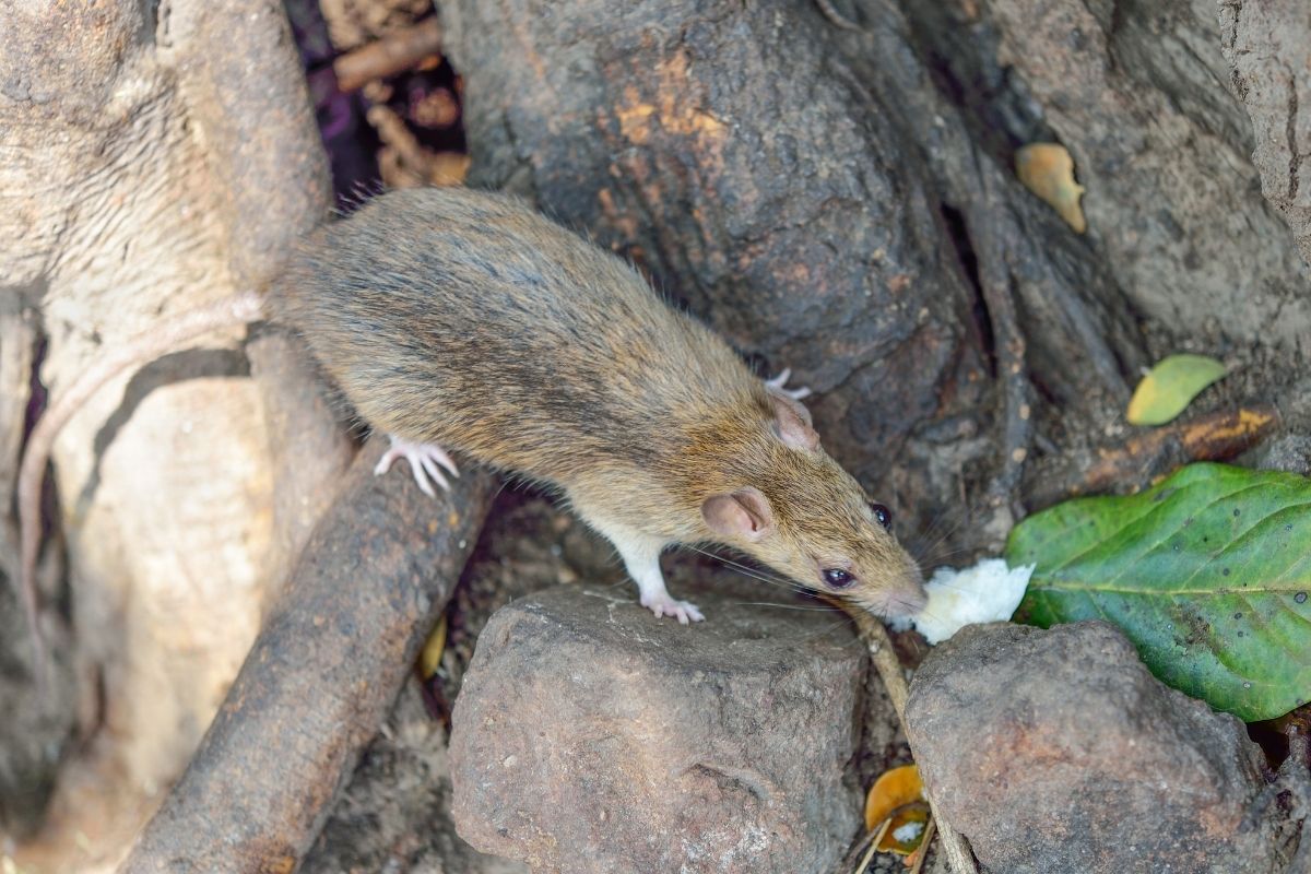 Top-view of a wild brown rat on a rocky surface.