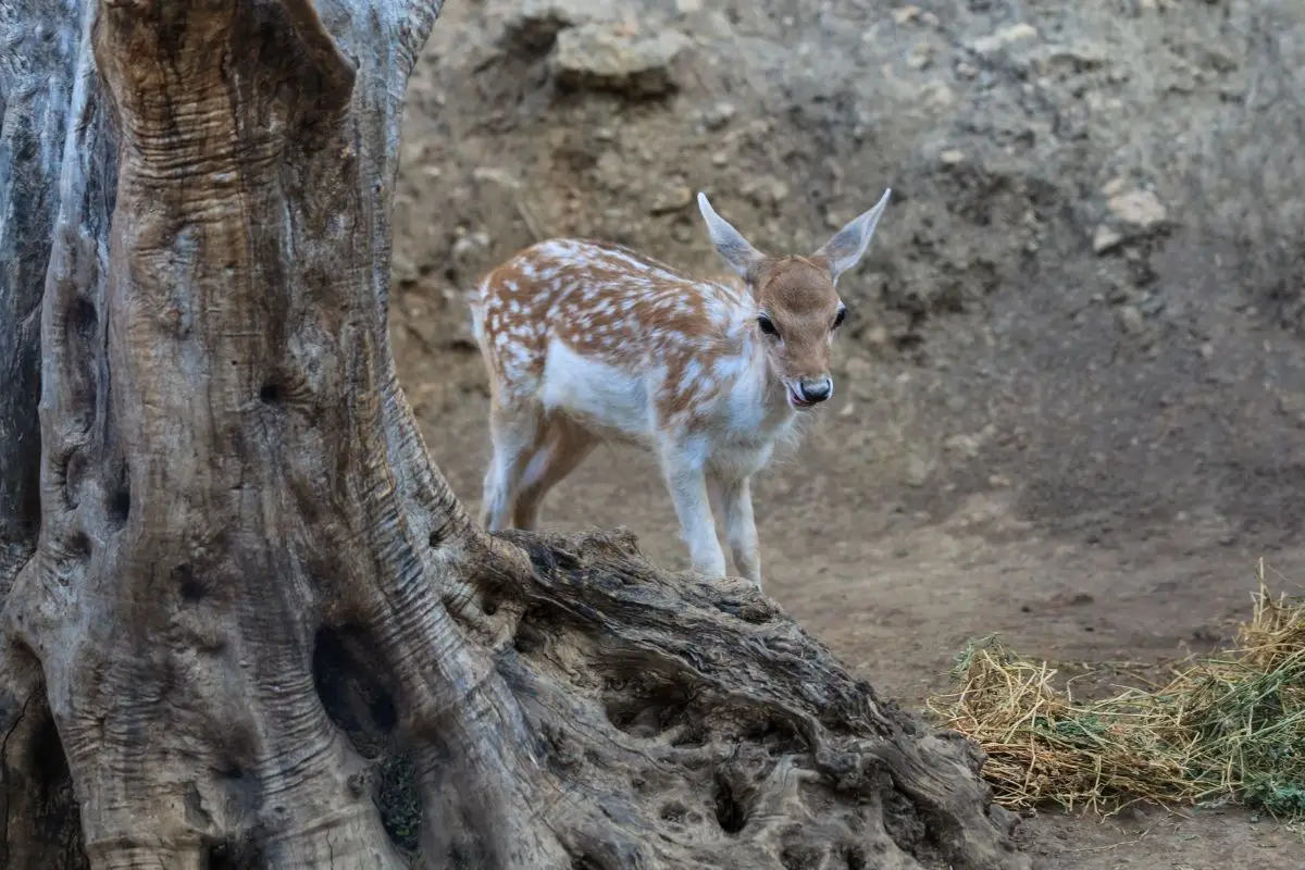 European roe deer in the forest.