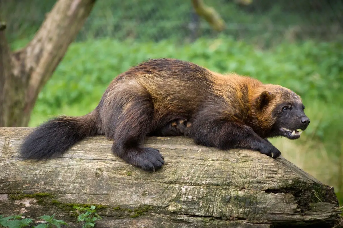 A tired wolverine lying on a log.