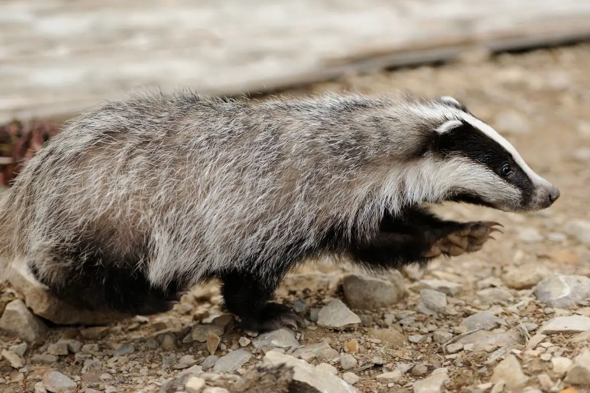 A defensive pose of a badger near its burrow in the forest.