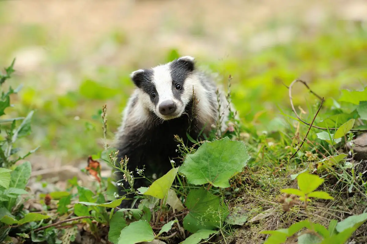 Badger near its burrow in the forest.