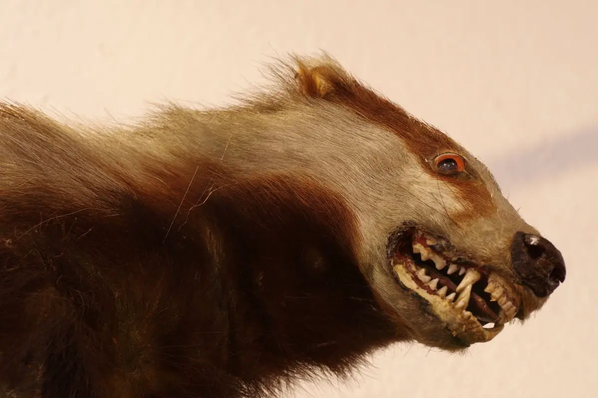 An angry badger showing his sharp fangs.