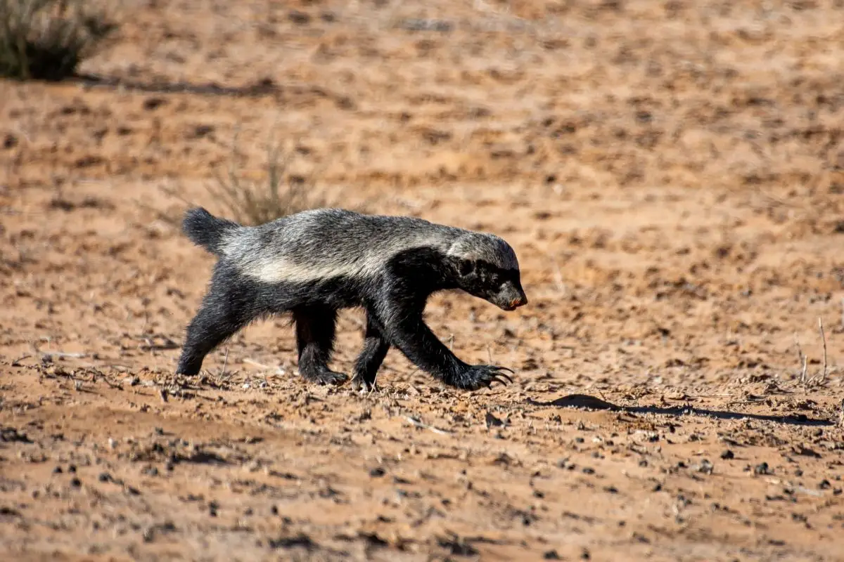 A honey badger in southern African savanna.