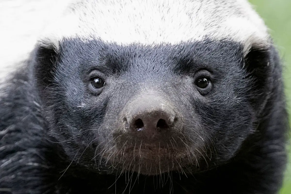 A zoomed photo of a young black honey badger.