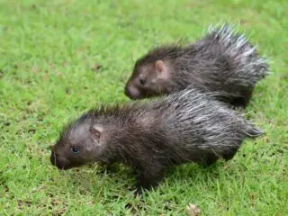 Baby porcupine walking on green grass.