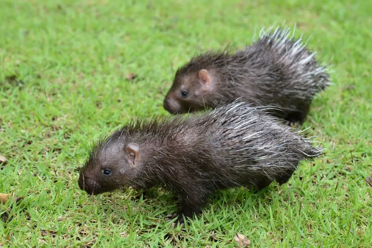 Two juvenile porcupine walking on green grass.