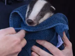 Baby badger cub in blanket.