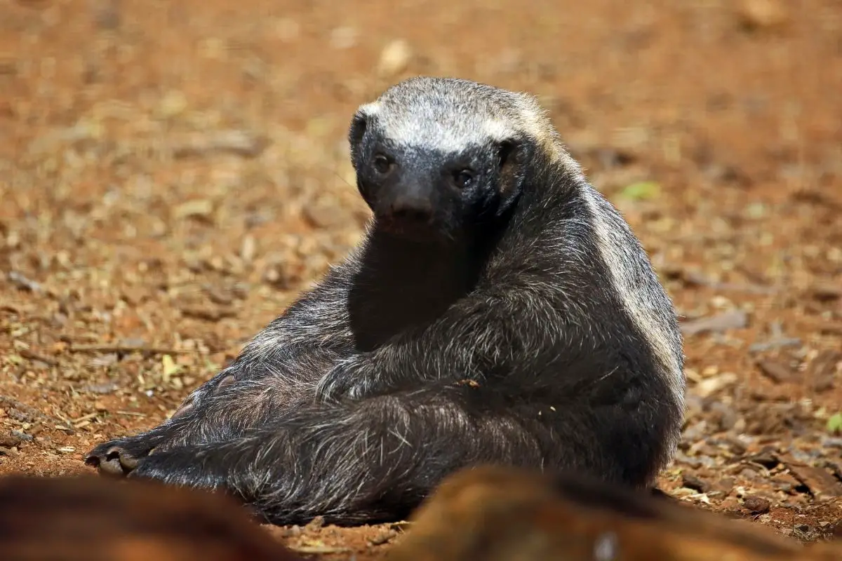 A honey badger sitting in a funny pose on a blurred background.